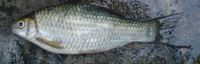 Budidaya Ikan Nilem