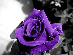 purple rose wallpapers roses background dark flowers resolution backgrounds pretty lavender heart beauty
