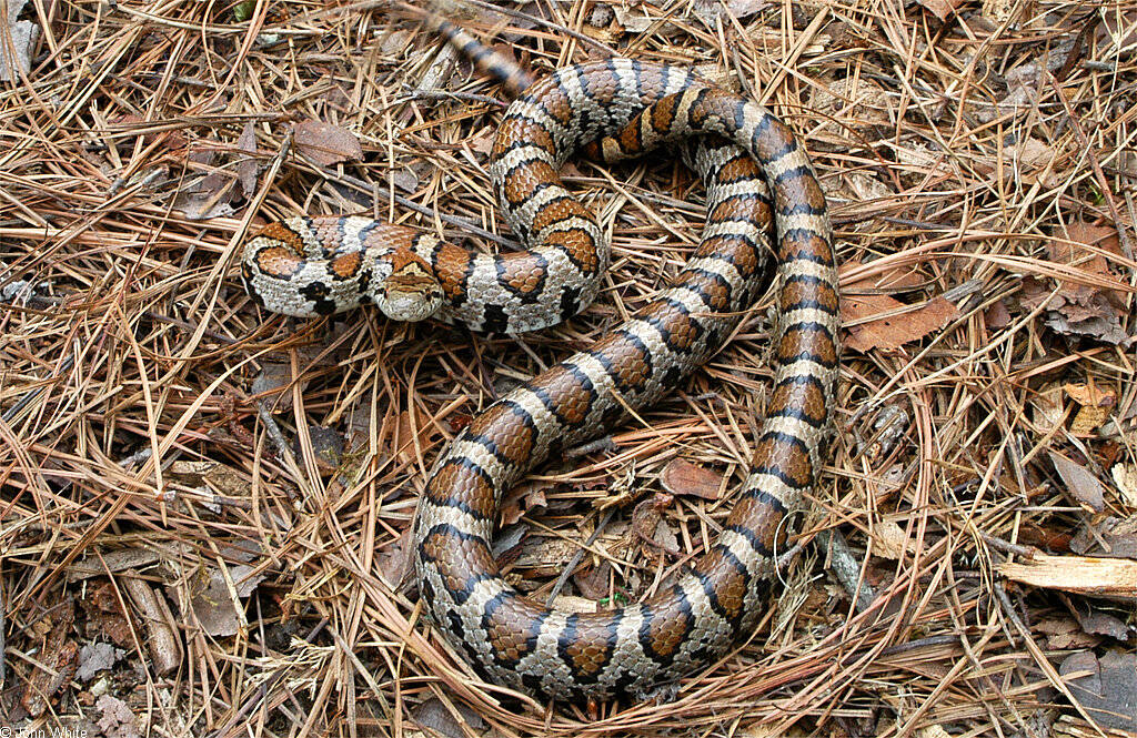Snakes MILK SNAKE