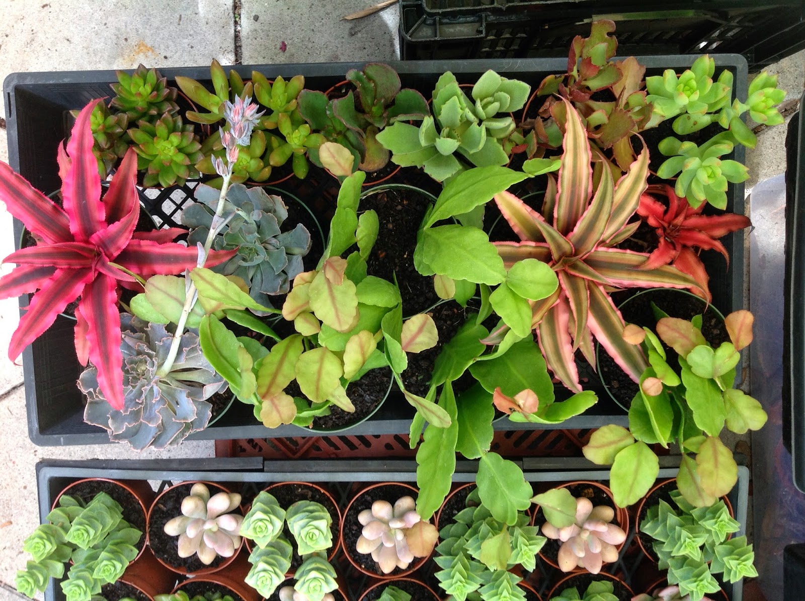 HeyPlantMan! Exotic Tropical Plants from St. Pete FL Succulent July