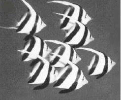 populasi ikan, biologi