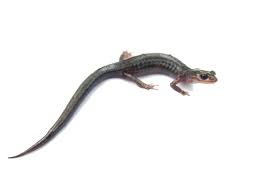 United states salamander list