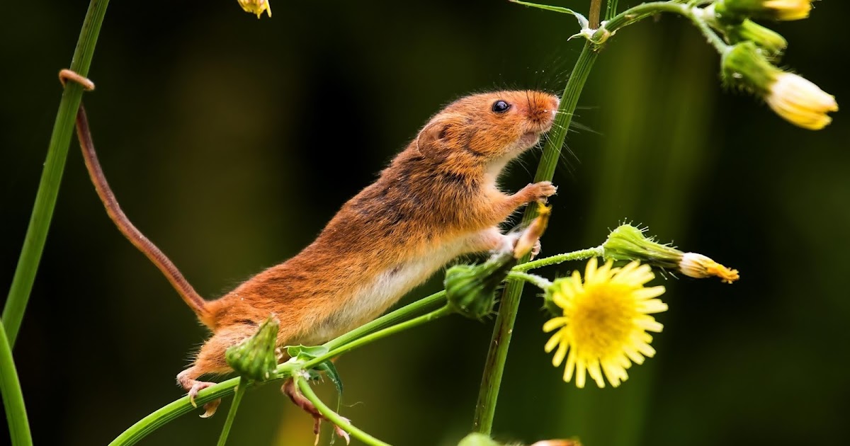 Gryzonie Które Możesz Spotkać W Ogrodzie Mitoslavia: Gryzonie