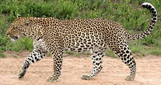 The Scratching Post: A Leopard Doesn't Change Its Spots