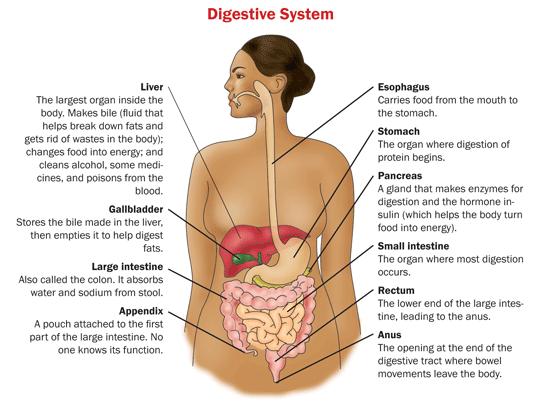 Constipation-concepts: What are the Primary Causes of Constipation?