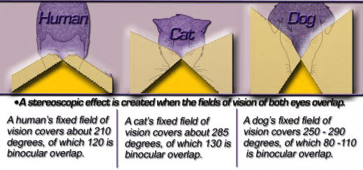 cat vision