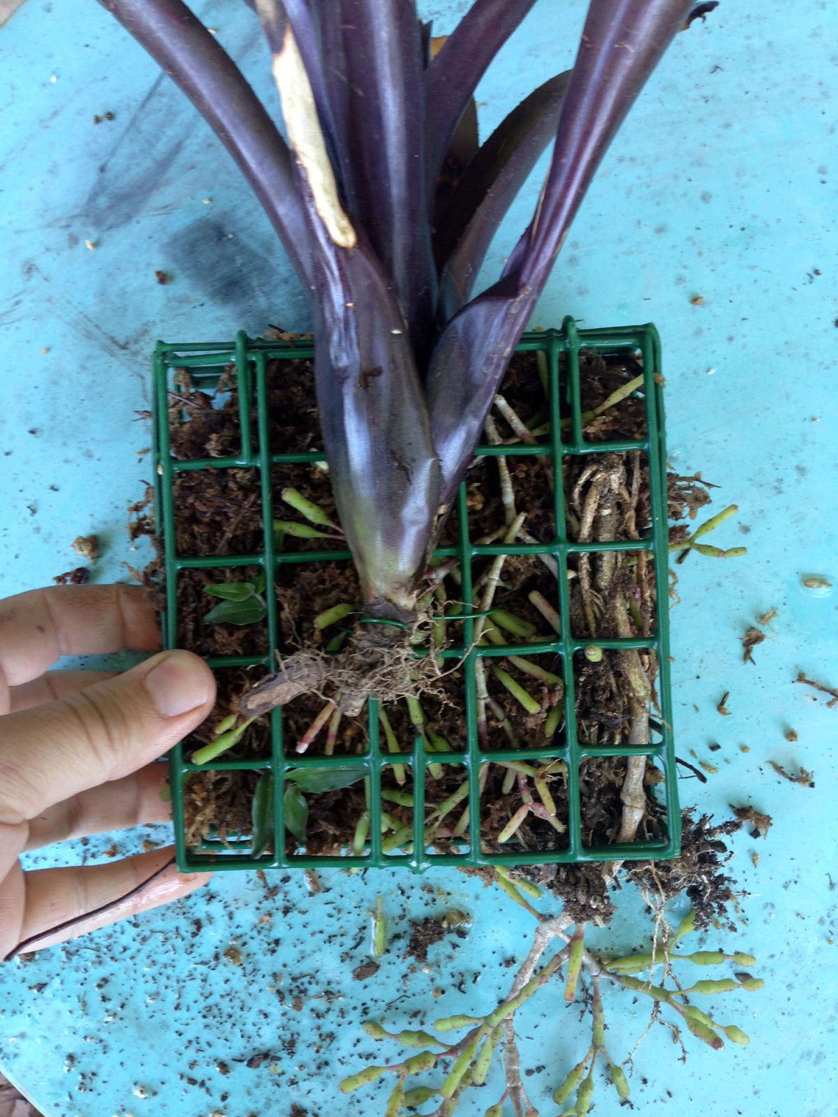 The Rainforest Garden Make a Vertical Garden from Cheap Suet Basket