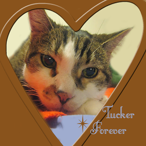 Tucker, 1998-2014