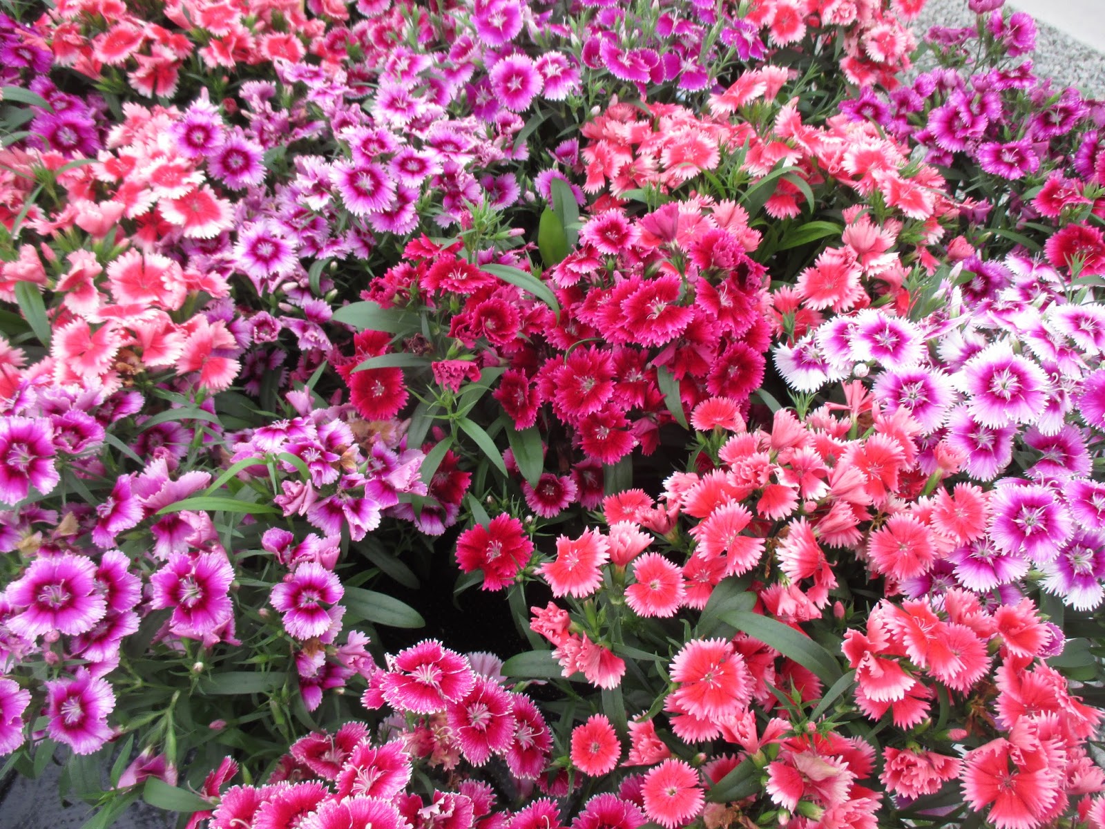 Three Dogs In A Garden The New Dwarf Hydrangeas