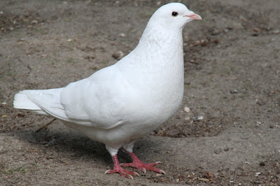 Mittelhause Pigeon white pigeons - pigeon pictures