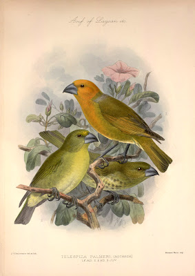 ilustración vintage de pájaros
