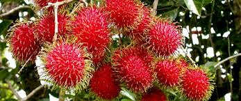 SEJARAH SINGKAT RAMBUTAN SEJARAH SINGKAT RAMBUTAN