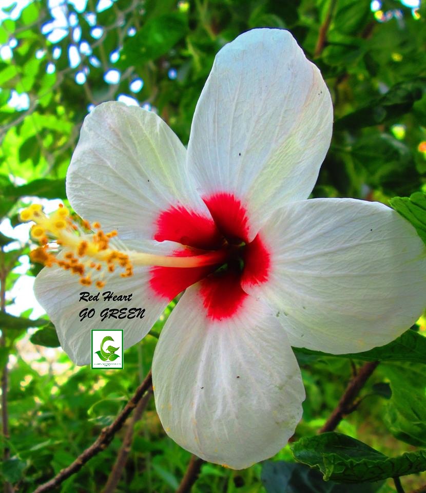 Gardentropics Today S Flowers 102