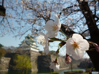 桜 桜