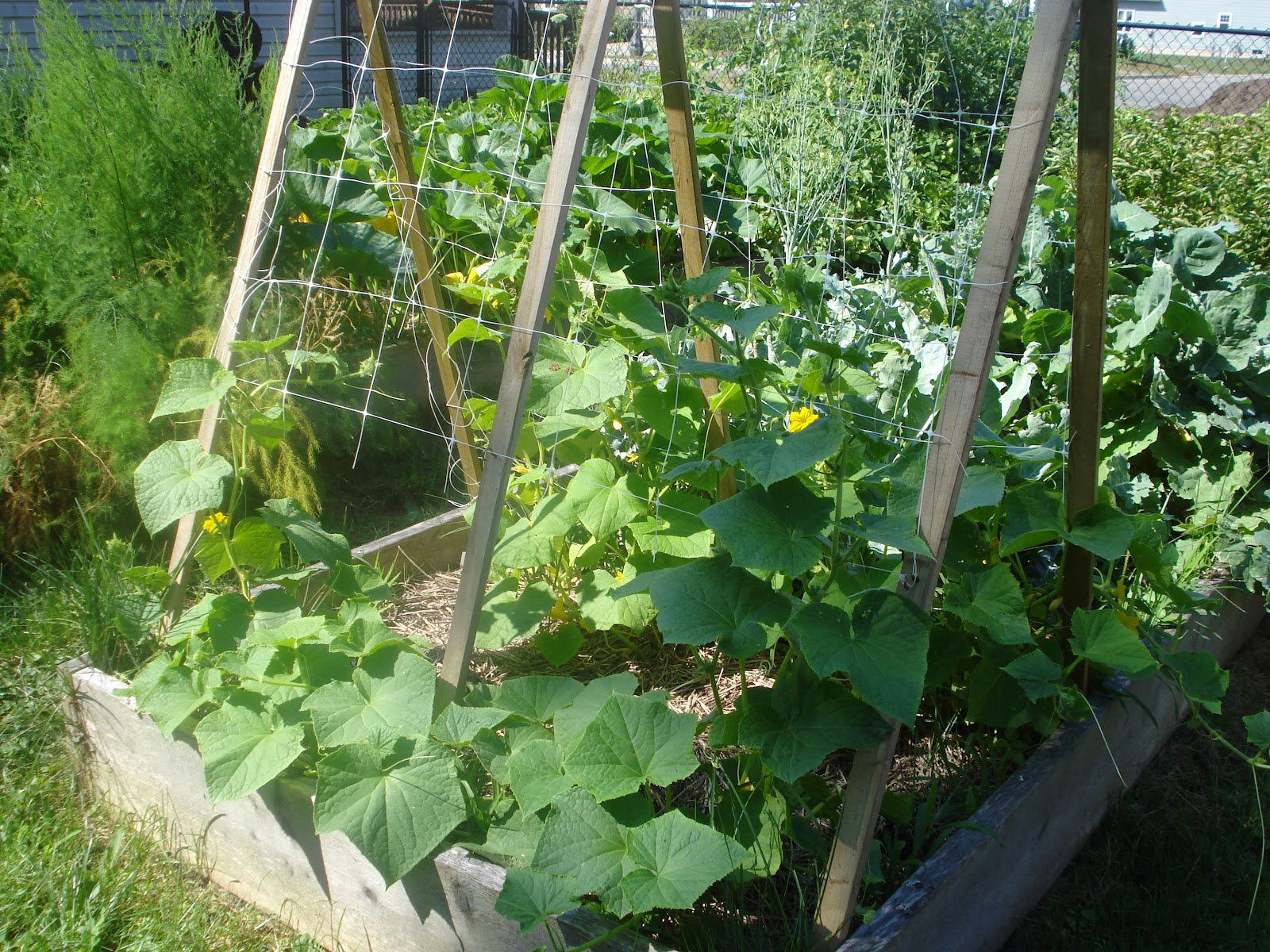 My Old New House The Garden in July Squash and Cucumbers