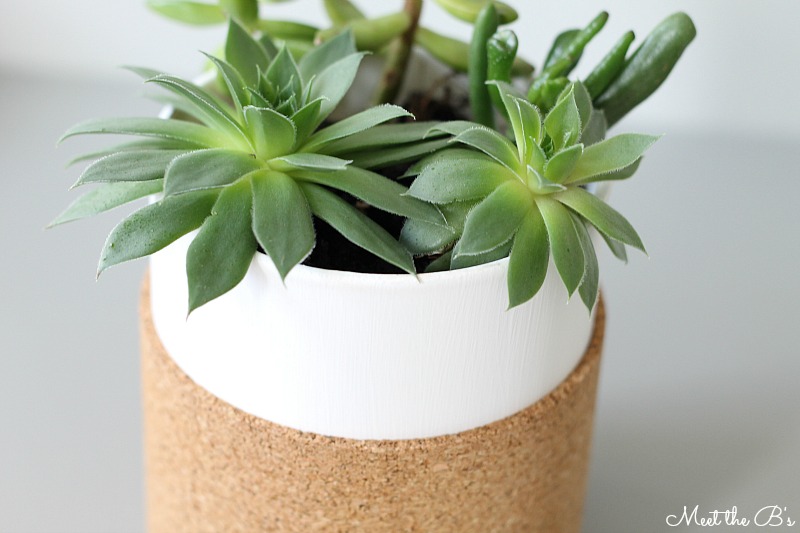 DIY Cork Wrapped Succulent Planter Monthly DIY Challenge The
