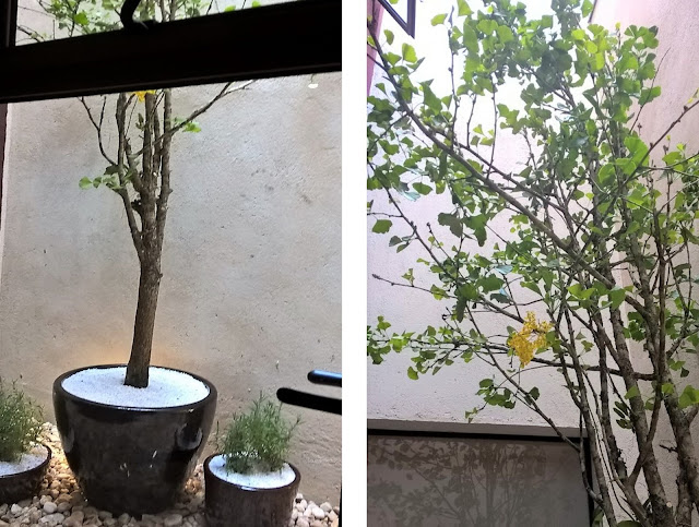 ginko biloba jardim japonês atelier hideko honma ginko biloba, jardim japonês, plantas para jardim japonês, paisagismo atelier hideko honma