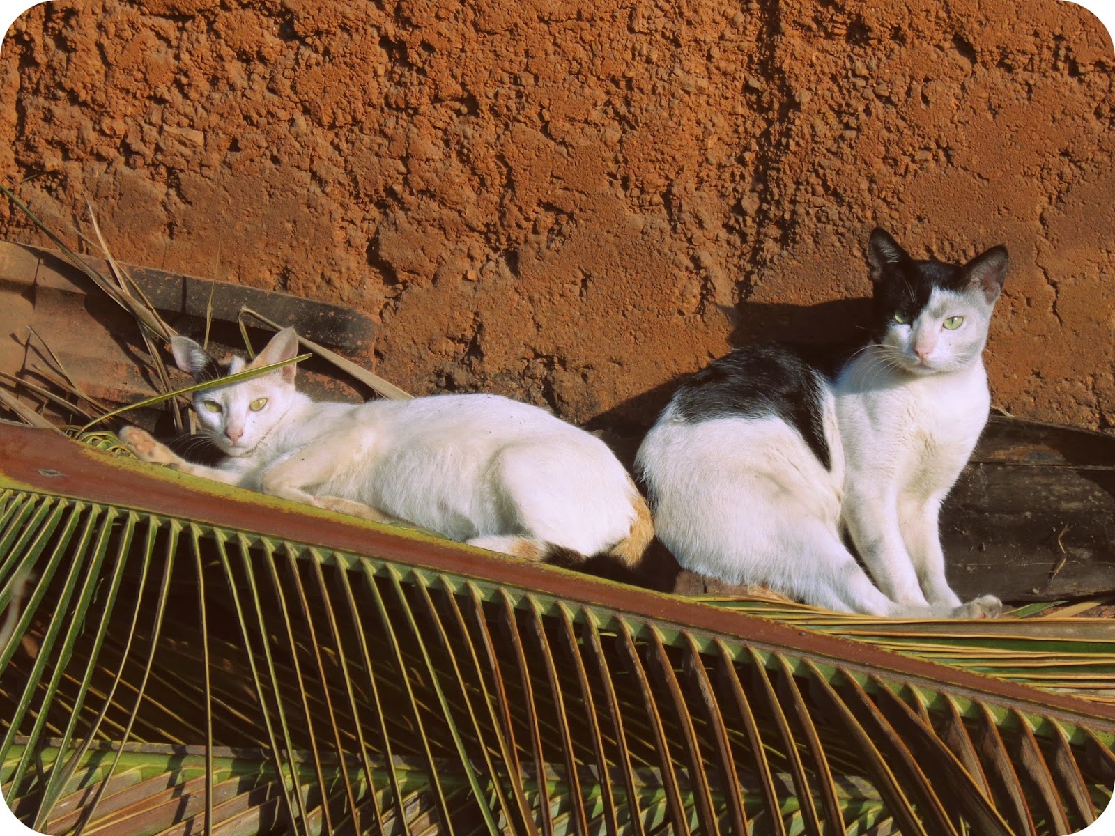 Vintage Vixen: Life's A Beach - Adventures in Goa & Beyond