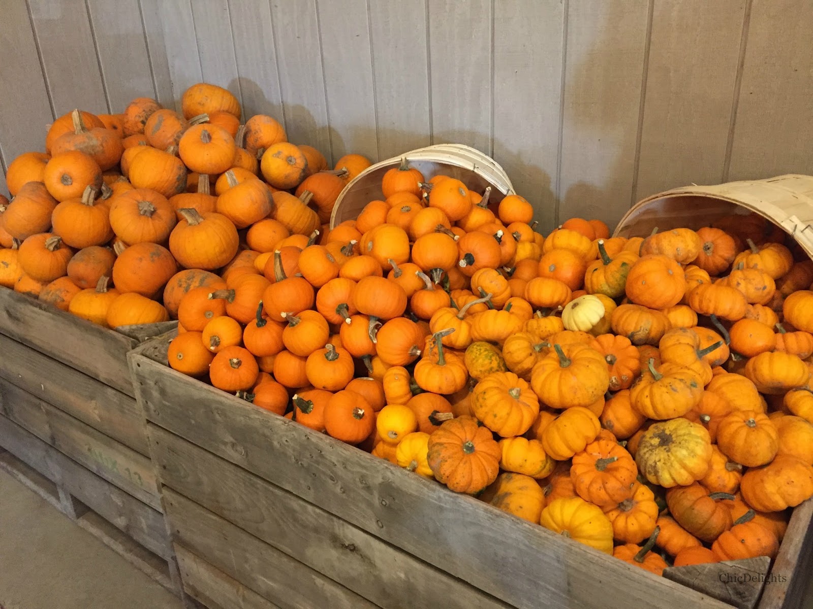 Fall Pumpkins Chic Delights