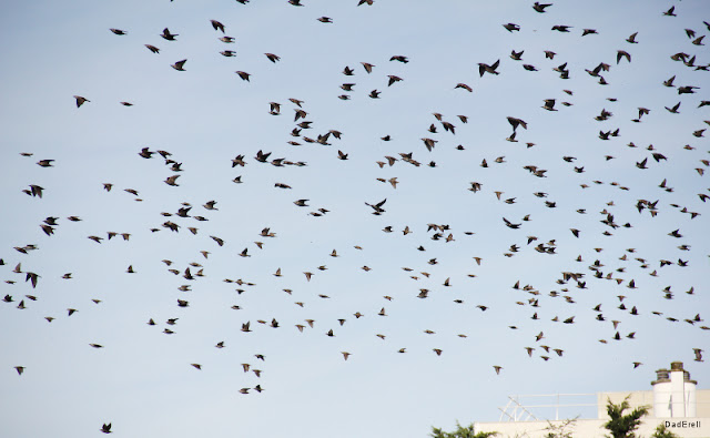 Vol d’étourneaux en migration.