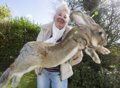 Longest Flemish Giant Rabbit