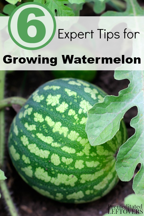 How To Growing Watermelon For Your Garden Everything About Garden