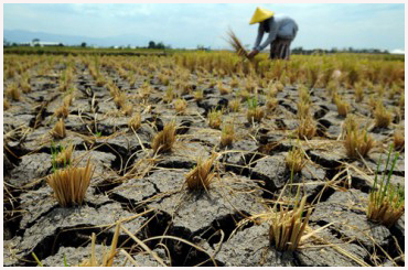 Dampak Buruk Penggunakan Pupuk Kimia Pada Tanaman dan Solusinya Dasar