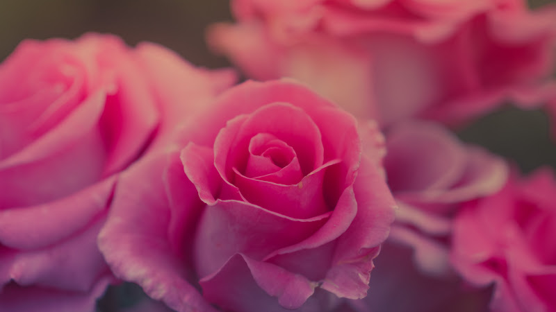 Pink Roses
