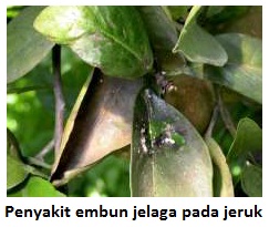 Strategi Ampuh Membasmi Penyakit Burik Kusam Pada Buah Jeruk Strategi Ampuh Membasmi Penyakit Burik Kusam Pada Buah Jeruk