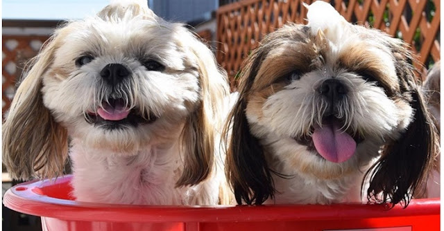 Pousada em ilhabela que pode levar seu Shih Tzu