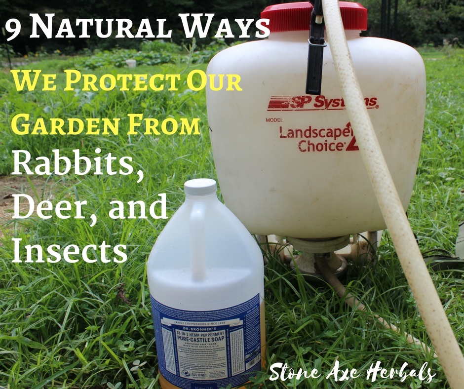 9 Natural Ways We Protect Our Garden From Deer, Rabbits, and Insects