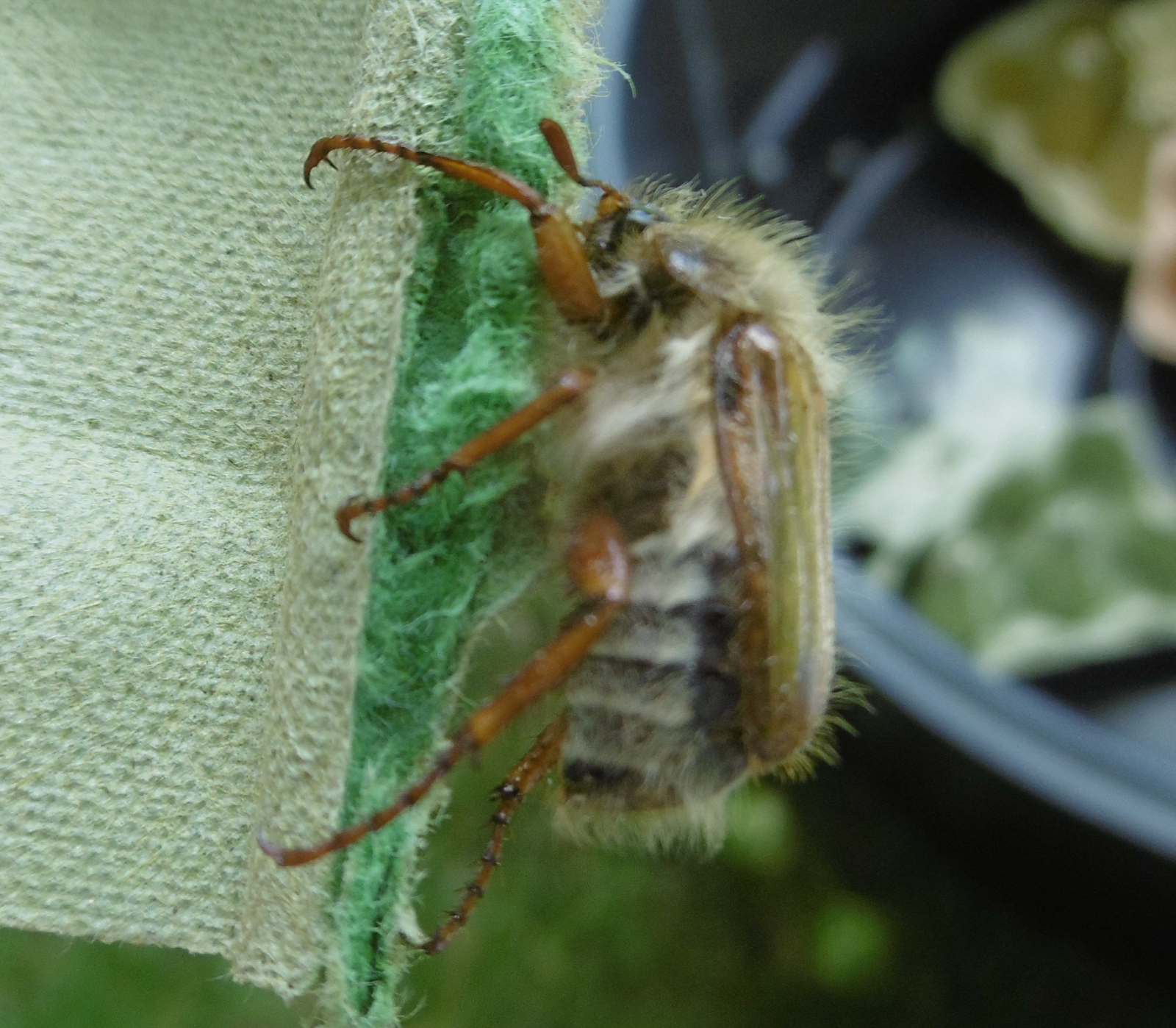 Martin's Moths Chicken moth and friends
