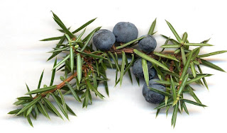 Juniper berries