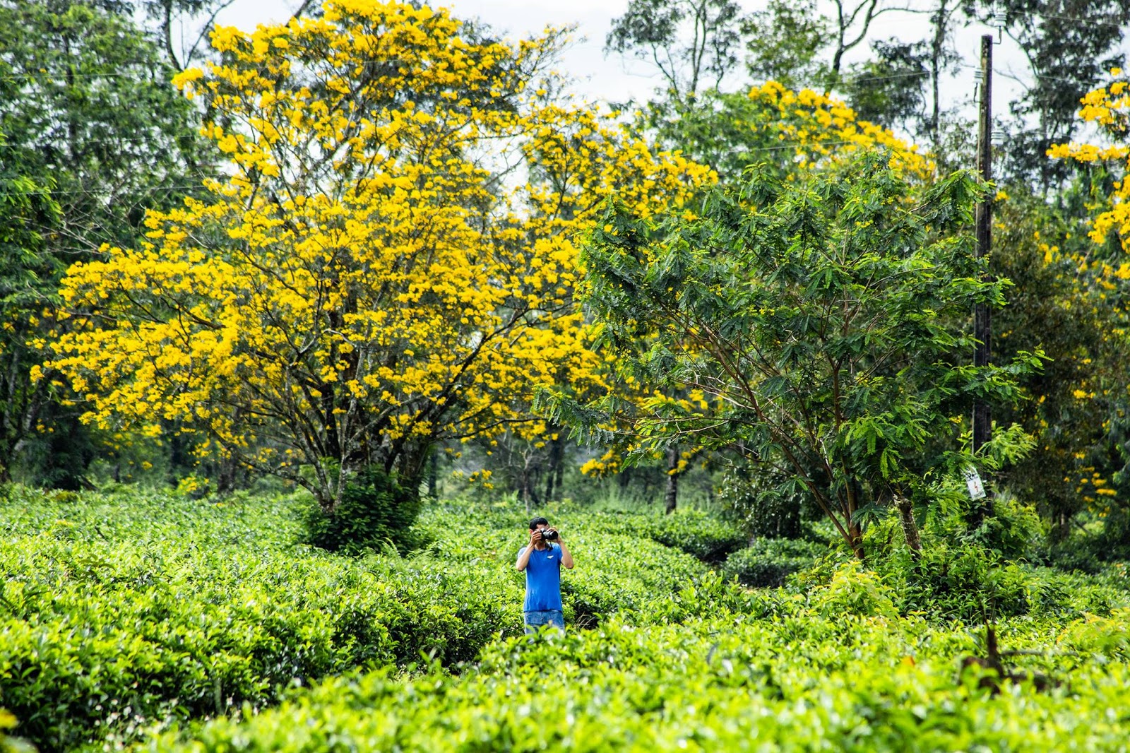 Gia Lai: Cơn sốt mang tên 'hoa muồng vàng'