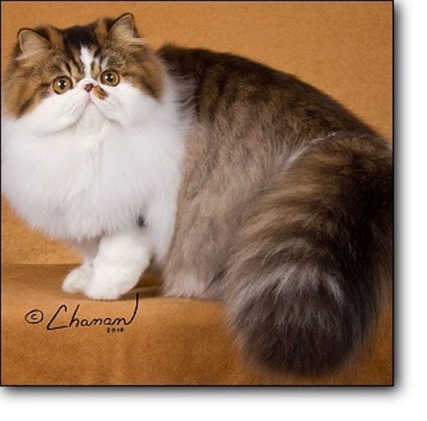 Kumpulan Gambar  Wallpaper  Terlengkap Gambar  Kucing  Persia  