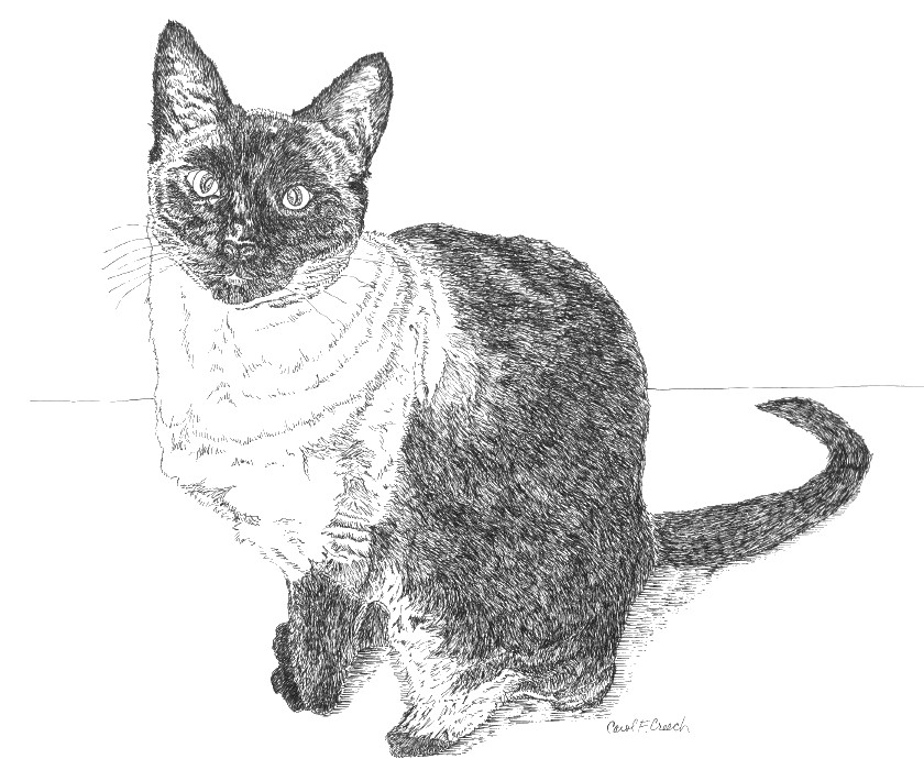 Cat pen. Кошка рисунок кривые. Ink Cat. Кошка рисунок контур сложный. Малевич иллюстрации кошек Графика.