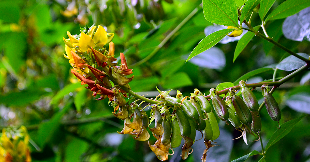Leguminous Plant