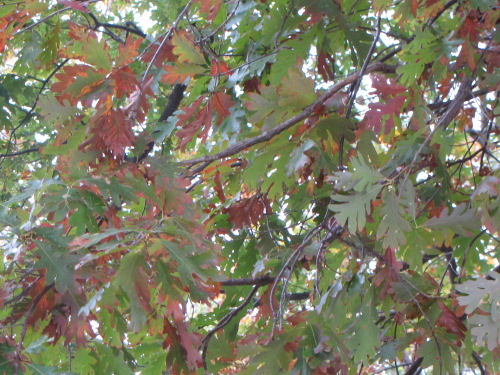 white oak leaves in fall