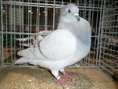 Crested Soultz utility pigeons - french pigeons