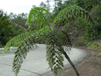 Los helechos arborescentes abundantes en varios sitios montañosos de Baracoa Los helechos arborescentes abundantes en varios sitios montañosos de Baracoa