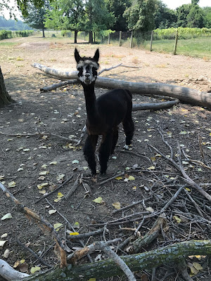 Alpacas will spit, so we were careful not to engage them too much