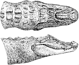 Broad snouted Caiman