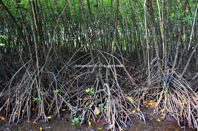 Pohon Bakau dengan akar tunjang yang khas di Hutan Wisata Payau Cilacap. Pohon Bakau dengan akar tunjang yang khas di Hutan Wisata Payau Cilacap.