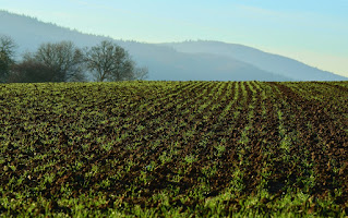 Colheita Plantação