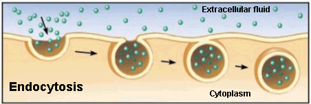 Endocytosis process Endocytosis process
