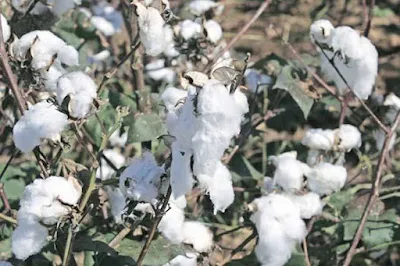 Government Forms Committee to Probe Illegal Cultivation of HT Cotton