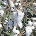 Government Forms Committee to Probe Illegal Cultivation of HT Cotton
