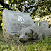 Nova lei estadual permite que animais de estimação sejam enterrados com seus seres humanos