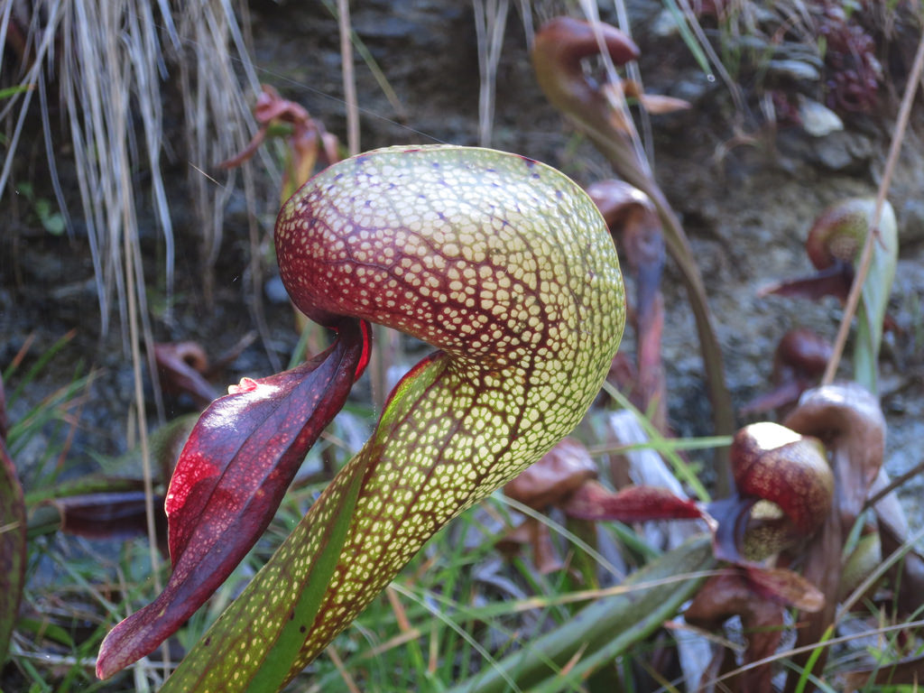 Cobra Lily Darlingtonia californica Cobra plant