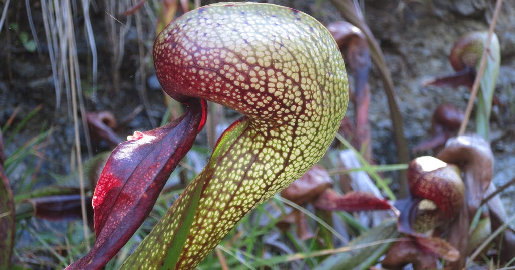Cobra Lily Darlingtonia californica Cobra plant California